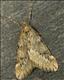 1663 (70.245) March Moth
